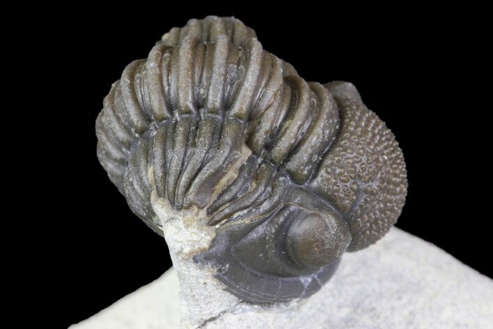 Detailed Gerastos Trilobite Fossil - Morocco #145765